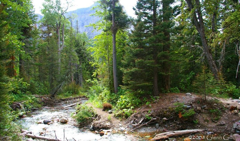 Stream in Forest — Green, Serene, Summer, Photograph, Trees, Mountain