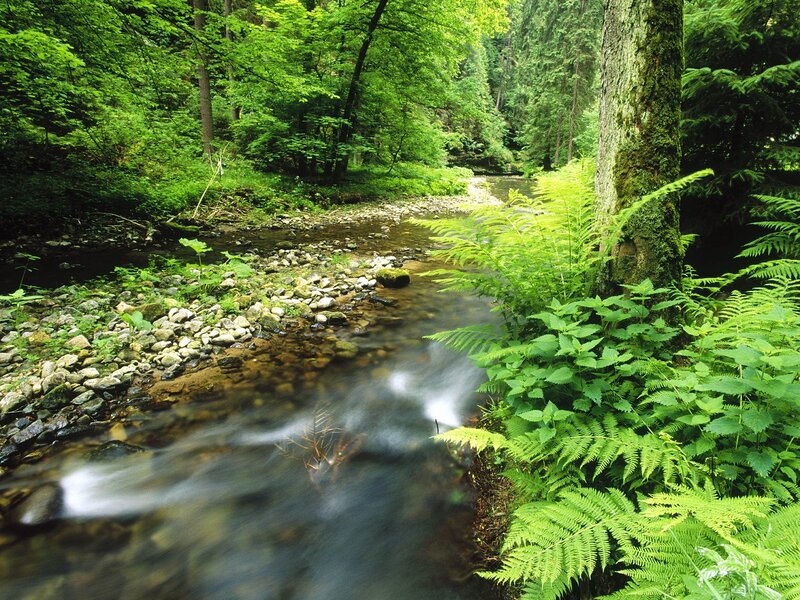 Stream in Forest — Green, Serene, Summer, Photograph, Trees, Rocks, Ferns