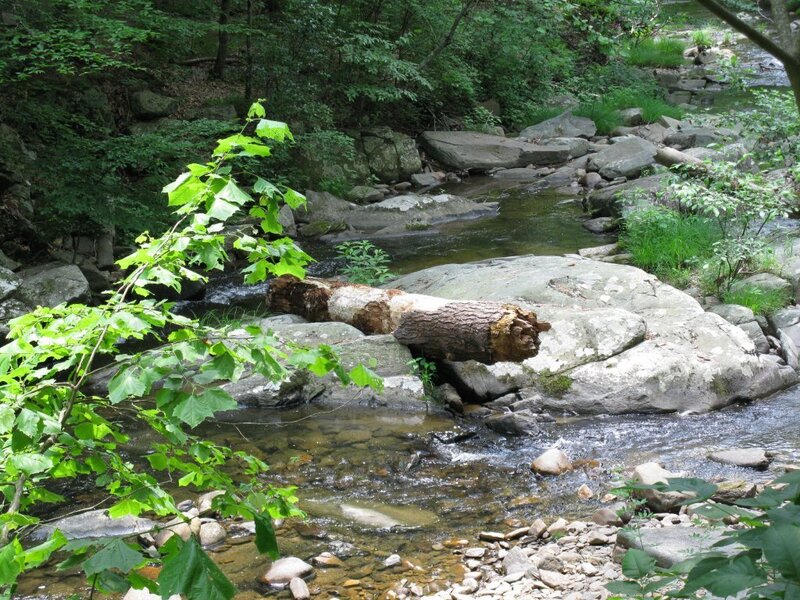 Stream in Forest — Green, Serene, Summer, Photograph, Trees, Rocks, Log