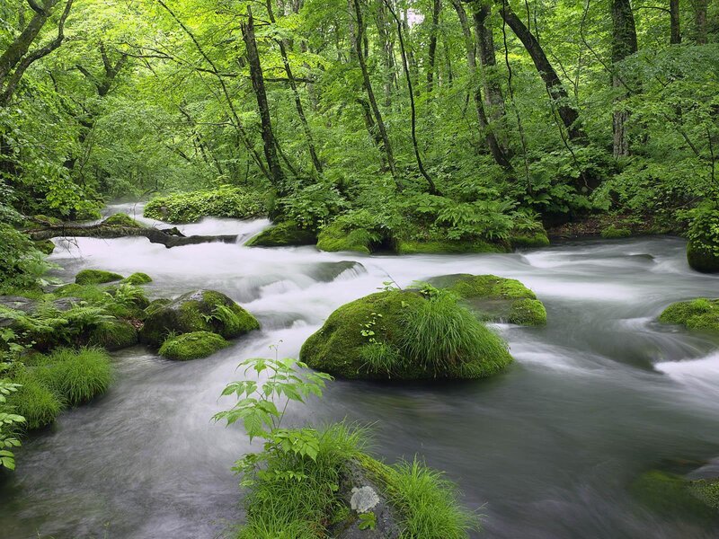 Stream in Forest — Green, Serene, Summer, Photograph, Trees, Rocks, Moss