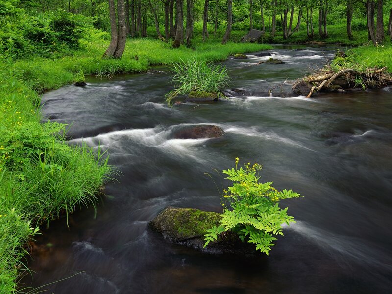 Stream in Forest — Green, Serene, Summer, Photograph, Trees, Rocks, Plants, Brown, White