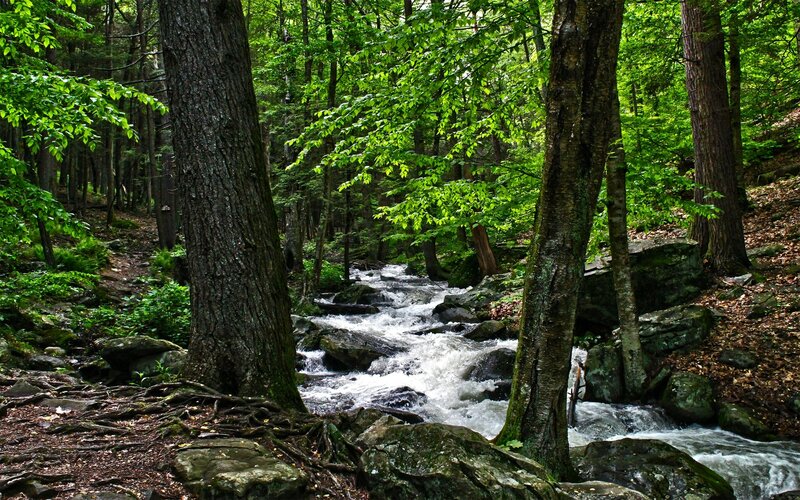 Stream in Forest — Green, Serene, Summer, Photograph, Trees, Rocks, River
