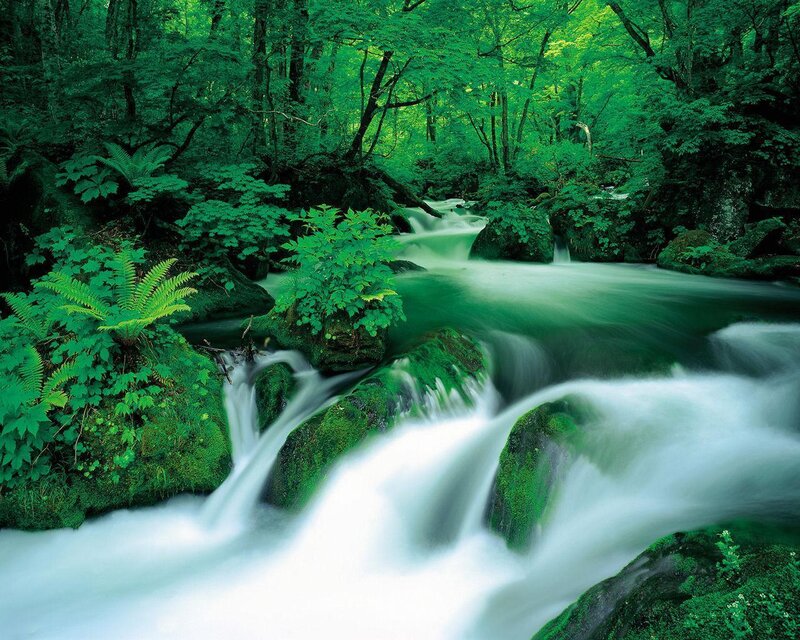 Stream in Forest — Green, Serene, Summer, Photograph, Trees, Rocks