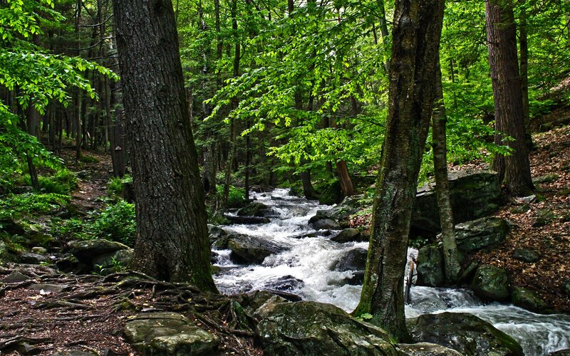 Stream in Forest — Green, Serene, Summer, Photograph, Trees