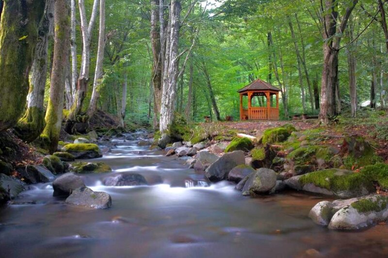 Stream in Forest — Green, Serene, Summer