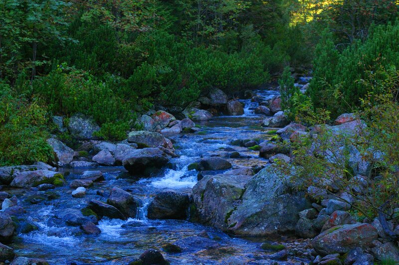 Stream in Forest — Green, Serene, Sunset, Photograph, Rocks, Trees