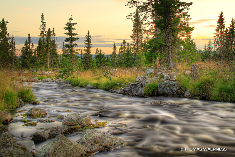 Stream in Forest — Green, Serene, Sunset, Photograph