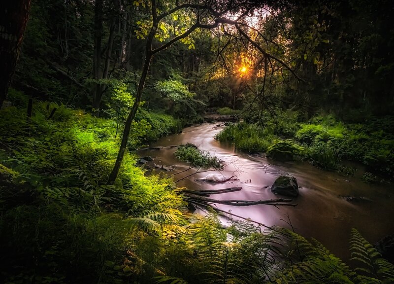 Stream in Forest — Green, Serene, Sunset, Photograph, Trees, River