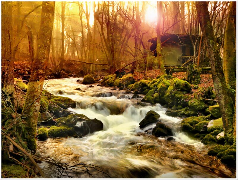 Stream in Forest — Green, Serene, Sunset, Photograph, Trees, Rocks, Cabin