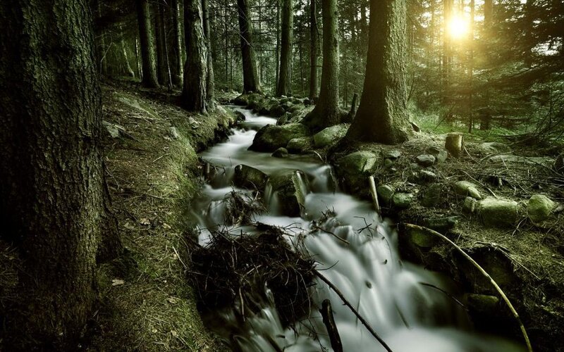 Stream in Forest — Green, Serene, Sunset, Photograph, Trees, Rocks, Sunlight