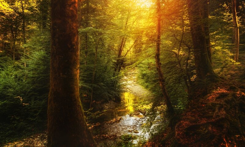Stream in Forest — Green, Serene, Sunset, Photograph, Trees, Sunlight, River