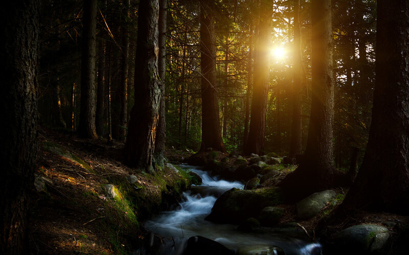 Stream in Forest — Green, Serene, Sunset, Photograph, Trees, Sunlight