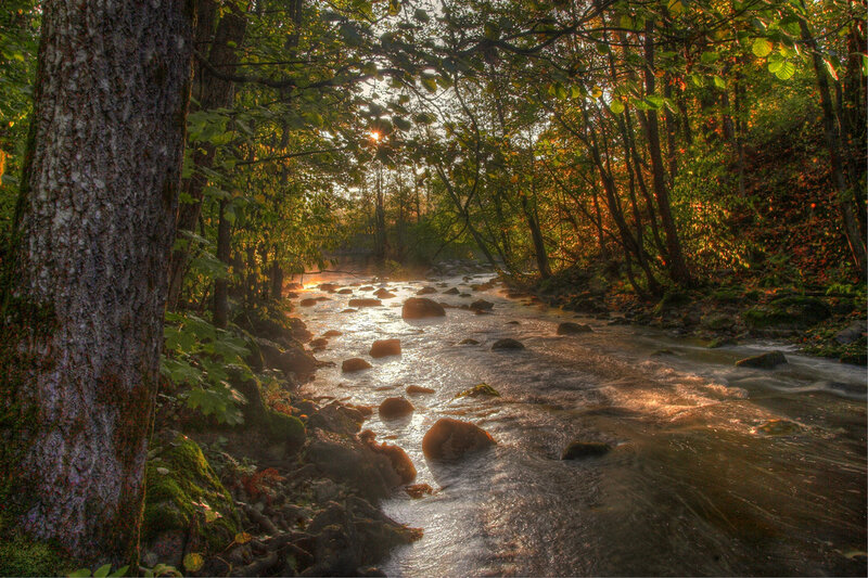 Stream in Forest — Green, Serene, Sunset