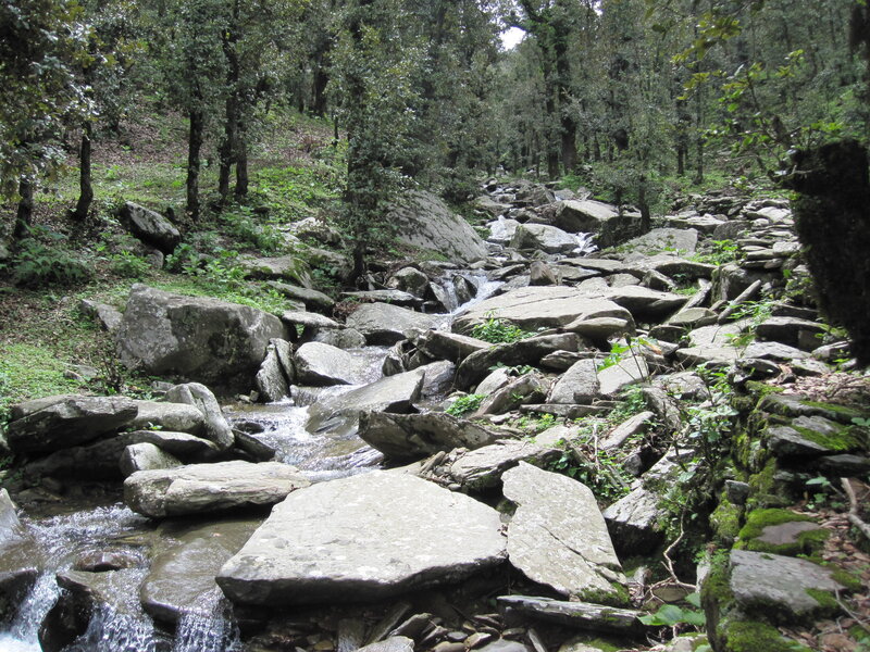 Stream in Forest — Green, Serene