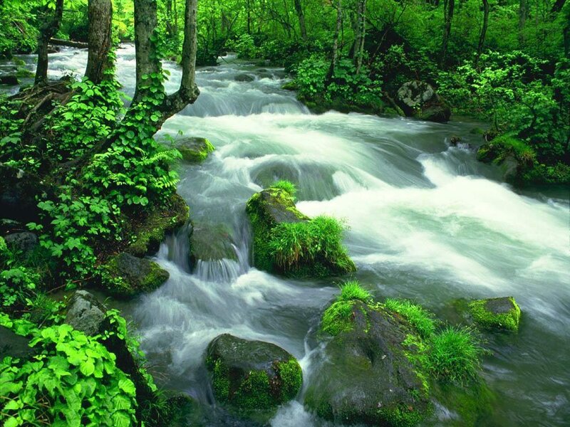 Stream in Forest — Green, Summer