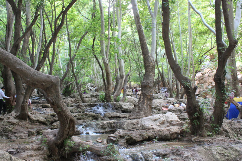 Stream in Forest — Green