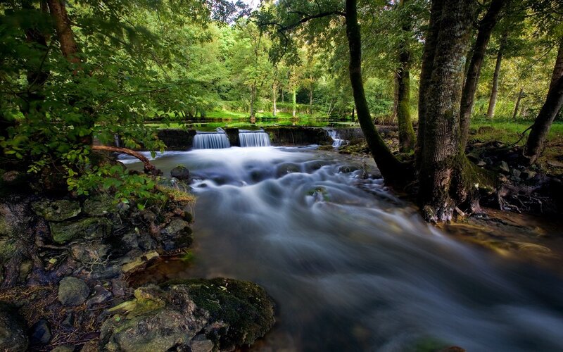Stream in Forest — Green, Trees