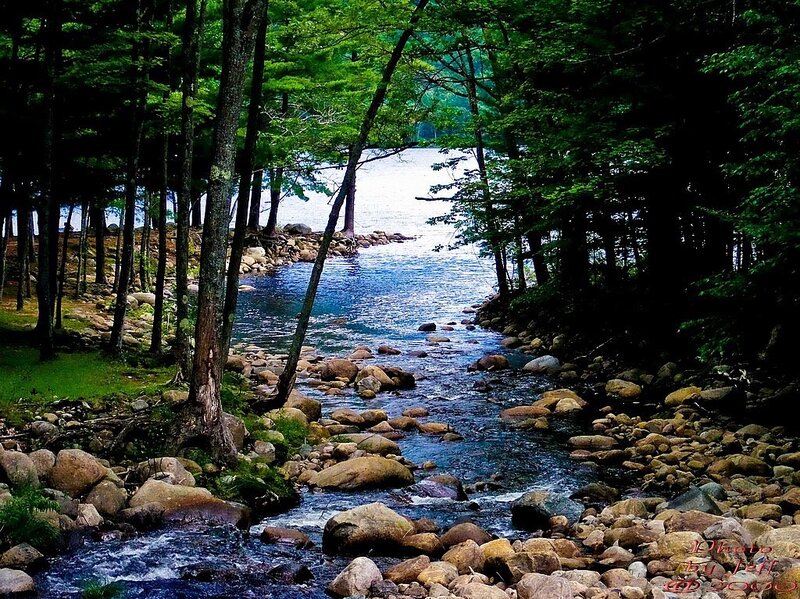 Stream in forest leading to lake