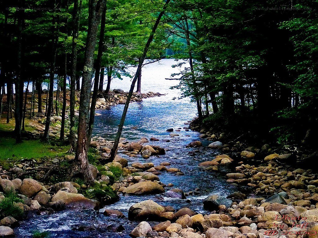 Stream in forest leading to lake