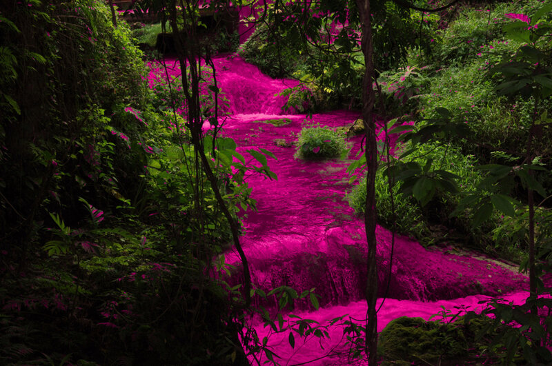 Stream in Forest — Magenta