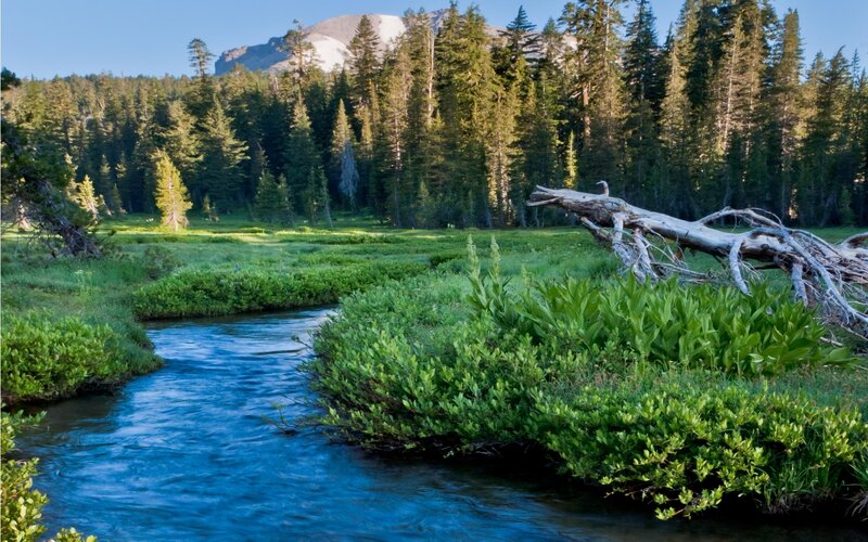 Stream in Forest Meadow