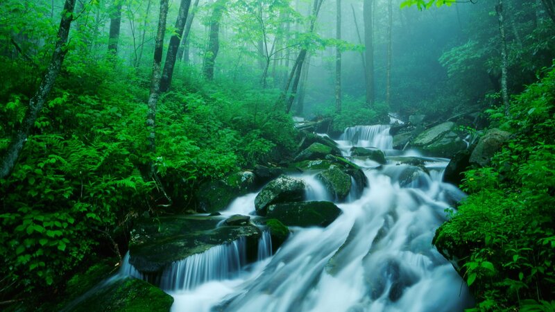Stream in Forest — Mist