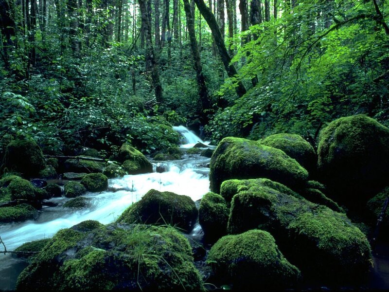 Stream in Forest — Morning, Brown