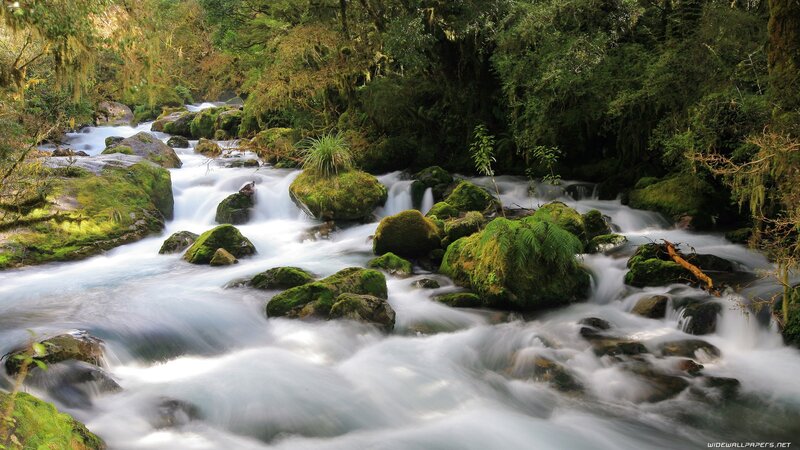 Stream in Forest — Morning, White