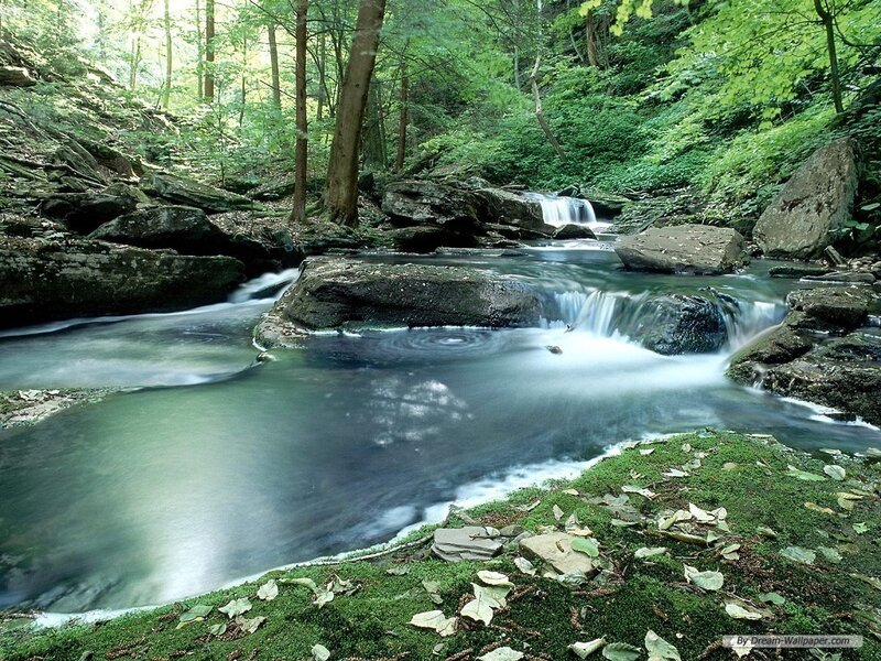 Stream in Forest — Moss, Blue