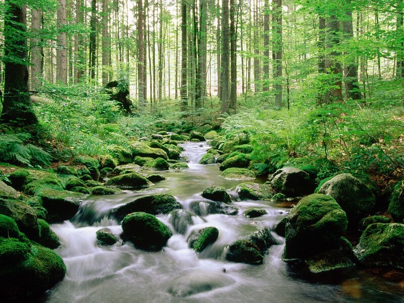 Stream in Forest — Moss
