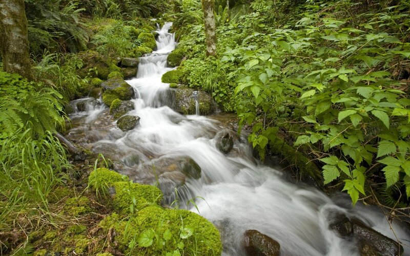 Stream in Forest — Moss, Trees