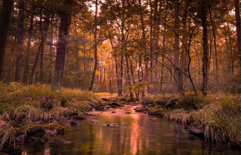 Stream in Forest — Orange, Serene