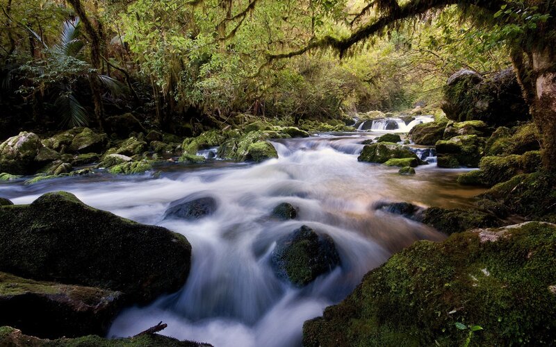 Stream in Forest — Photograph, Brown