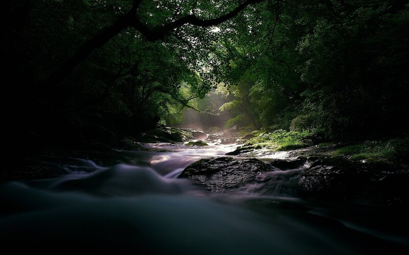 Stream in Forest — Photograph, Sunlight