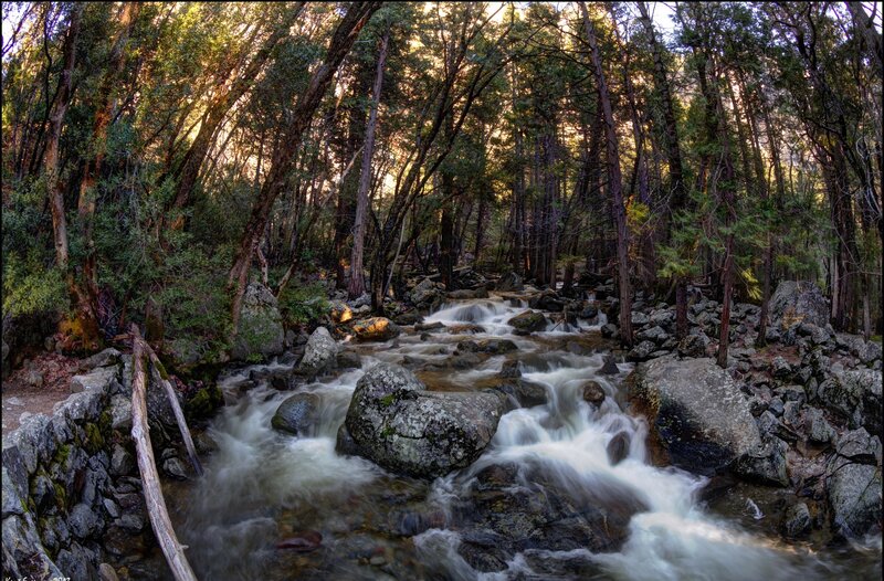 Stream in Forest — Photograph, Water
