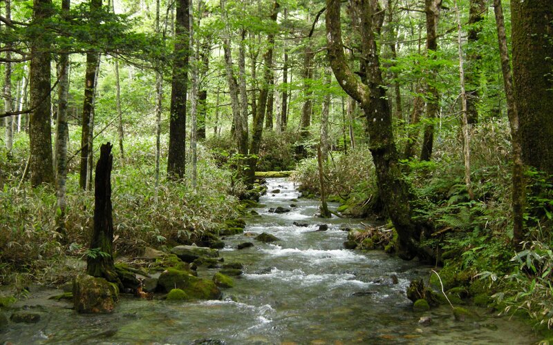 Stream in Forest — Photograph, White