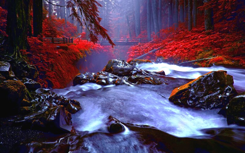 Stream in Forest — Red, Dramatic