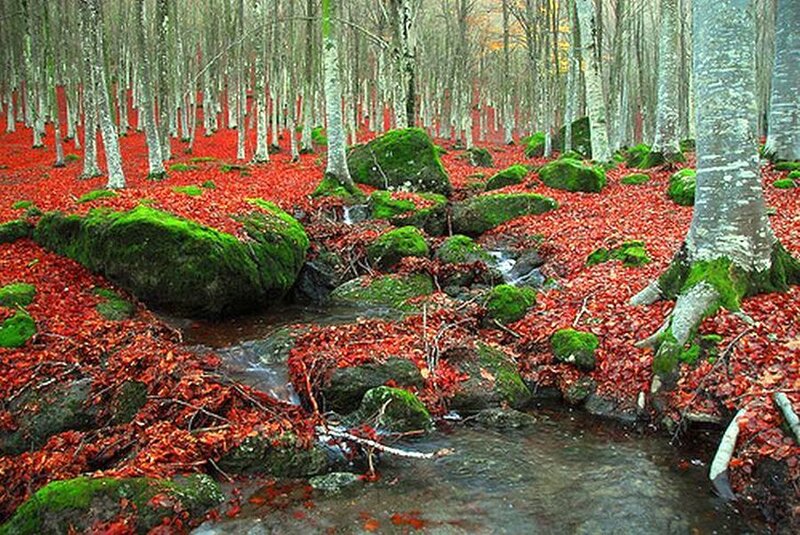 Stream in Forest — Red