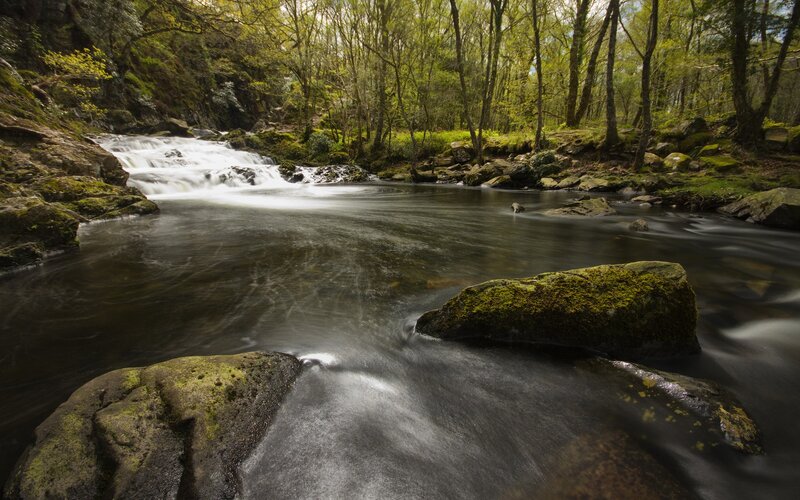 Stream in Forest — Rocks, Brown