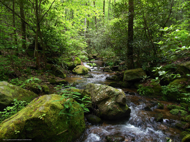 Stream in Forest — Rocks