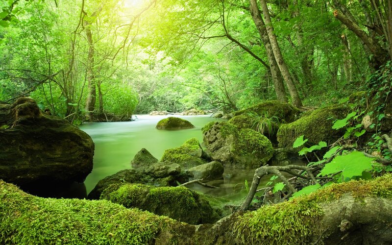 Stream in Forest — Rocks, Trees