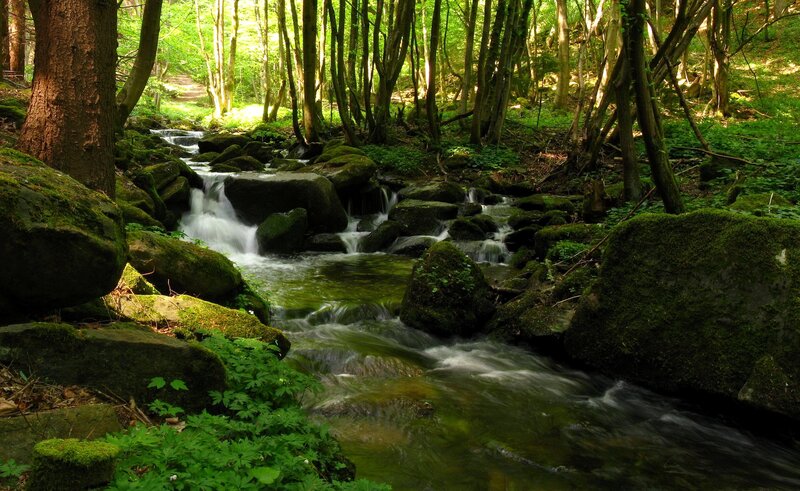 Stream in Forest — Rocks, White
