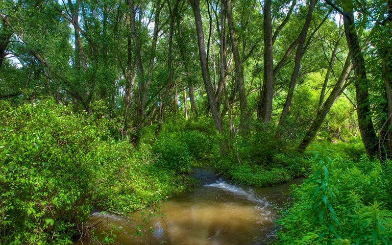 Stream in Forest — Serene, Bushes