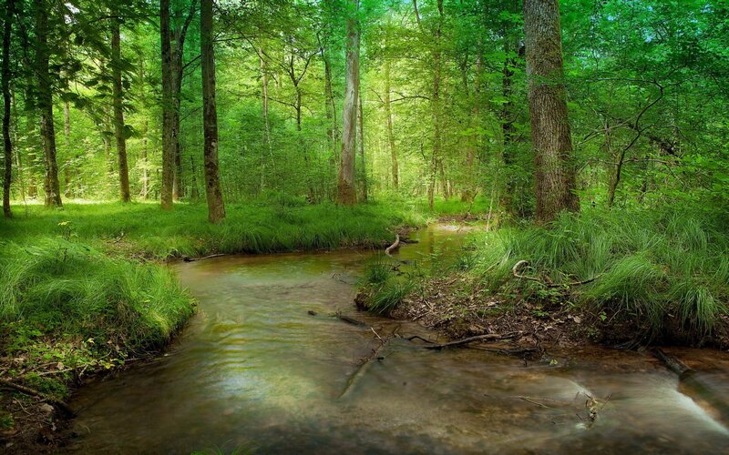 Stream in Forest — Serene, Grass
