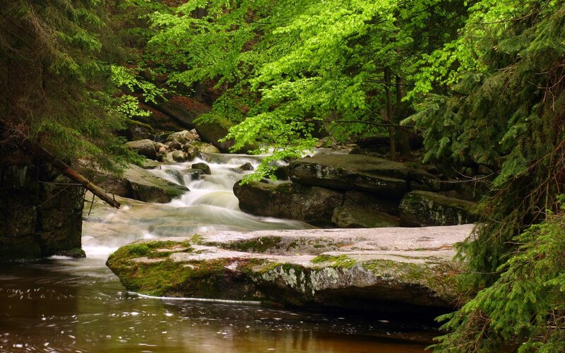 Stream in Forest — Serene, Gray