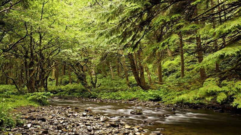 Stream in Forest — Serene, River