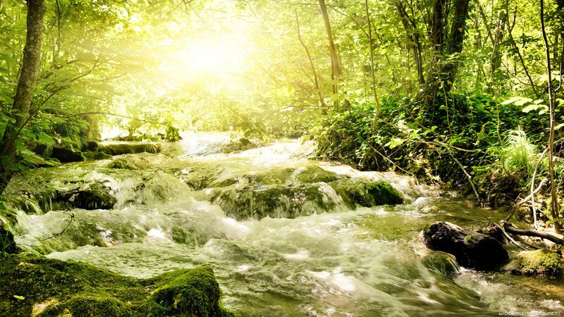 Stream in Forest — Serene, Sunlight