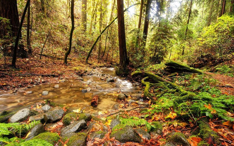 Stream in Forest — Serene, Yellow