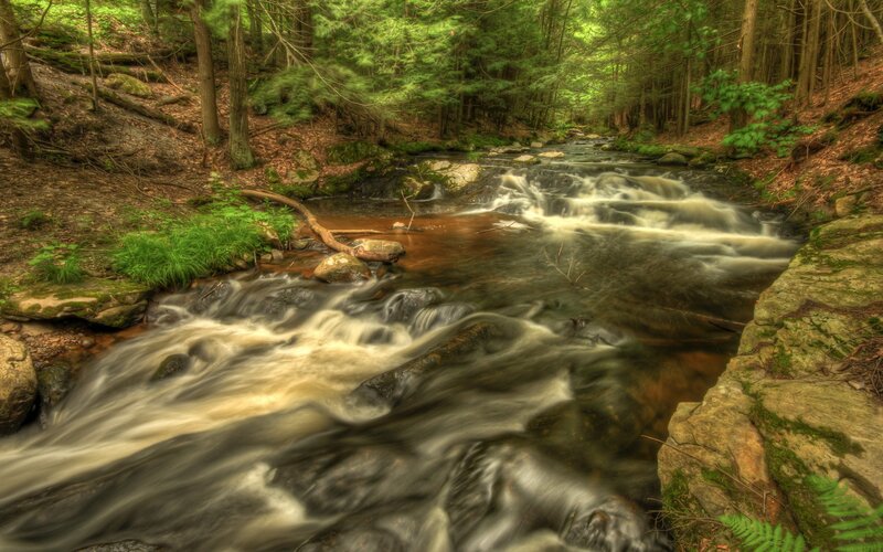 Stream in Forest — Spring, Rocks