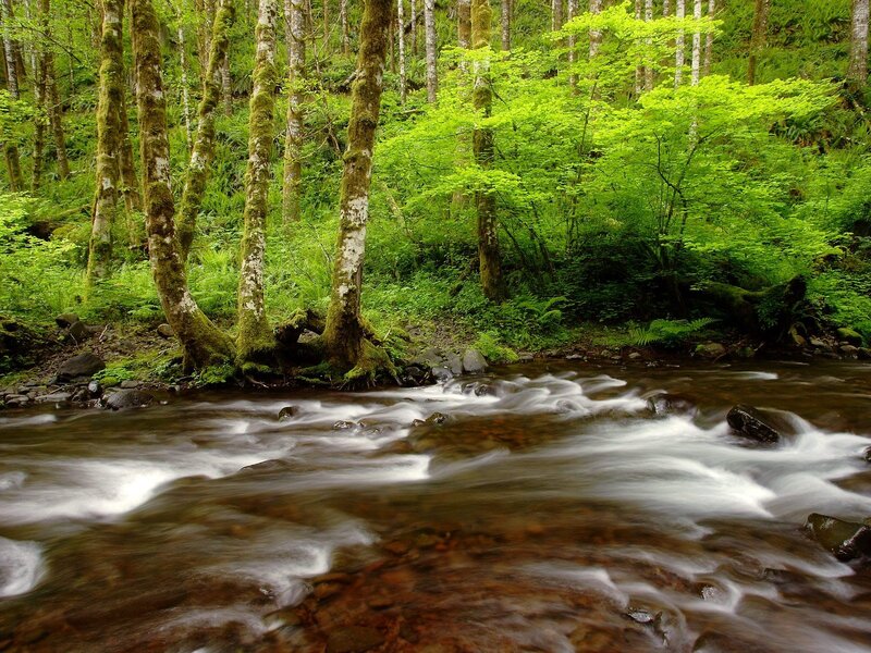 Stream in Forest — Spring, Trees